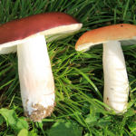Russula paludosa R. decolorans