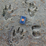 animal tracks