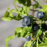 bilberry plant