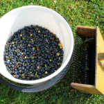 bucket of bilberries