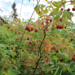 raspberry plant