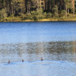 red-breasted mergansers
