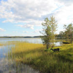 reindeer by a lake