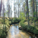 stream in the shade of the forest