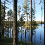 view from the forest